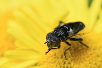 <i>Eristalinus sepulchralis</i>