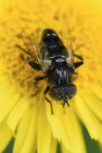 <i>Eristalinus sepulchralis</i>