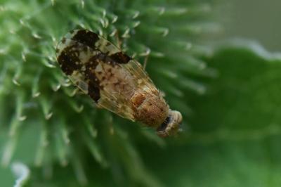 <i>Tephritis bardanae</i>