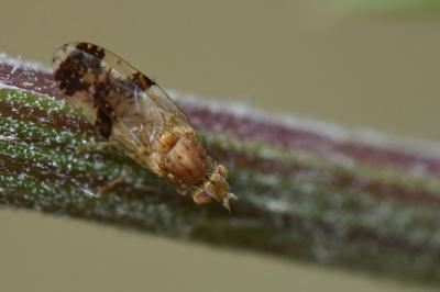 <i>Tephritis bardanae</i>