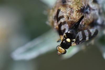 <i>Urophora quadrifasciata</i>