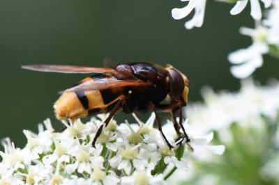 <i>Volucella zonaria</i>