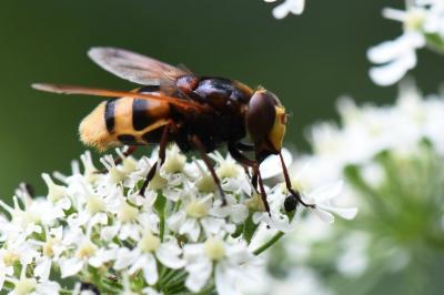 <i>Volucella zonaria</i>