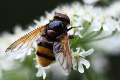 <i>Volucella zonaria</i>