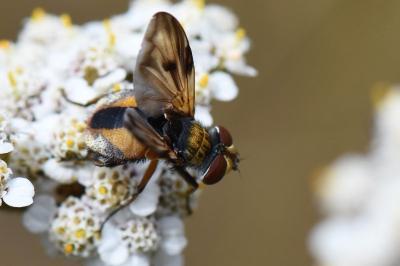 <i>Ectophasia crassipennis</i>