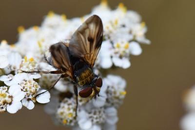 <i>Ectophasia crassipennis</i>