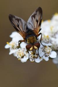 <i>Ectophasia crassipennis</i>