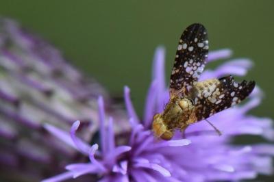 <i>Oxyna flavipennis</i>