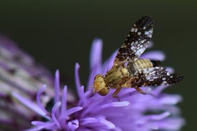 <i>Oxyna flavipennis</i>