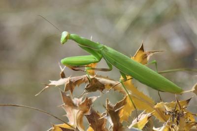 Mantis religiosa