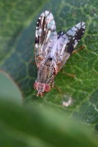 <i>Tephritis neesii</i>