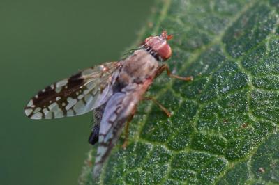 <i>Tephritis neesii</i>