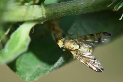 Terellia tussilaginis