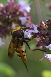 <i>Volucella inanis</i>