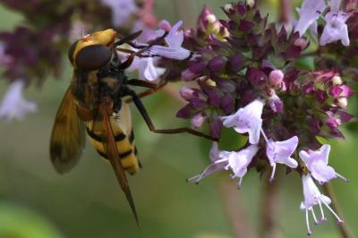 <i>Volucella inanis</i>