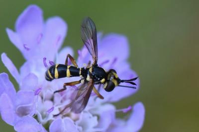 <i>Conops scutellatus</i>