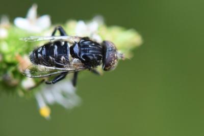 <i>Eristalinus sepulchralis</i>