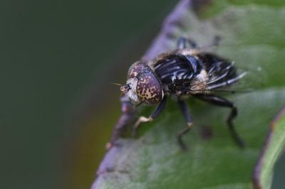 <i>Eristalinus sepulchralis</i>