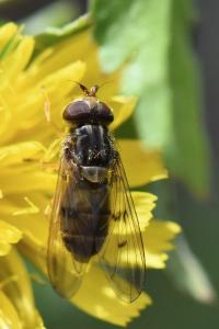 <i>Ferdinandea cuprea</i>