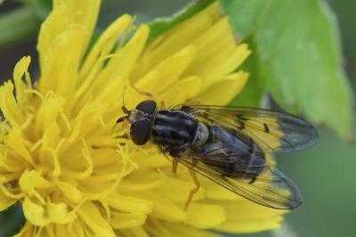 <i>Ferdinandea cuprea</i>
