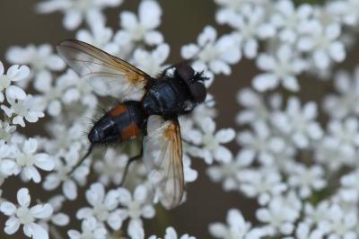 <i>Clairvillia biguttata</i>