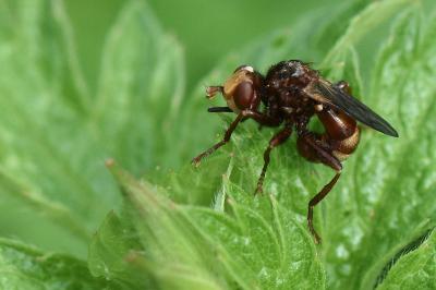 <i>Sicus ferrugineus</i>