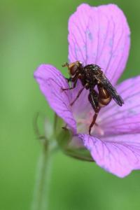 <i>Sicus ferrugineus</i>
