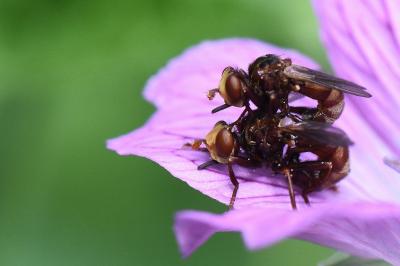 <i>Sicus ferrugineus</i>