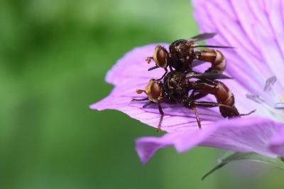 <i>Sicus ferrugineus</i>