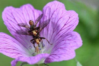 <i>Sicus ferrugineus</i>