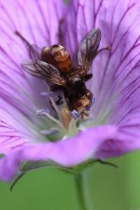 <i>Sicus ferrugineus</i>