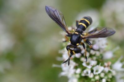 <i>Conops flavipes</i>