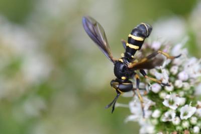 <i>Conops flavipes</i>