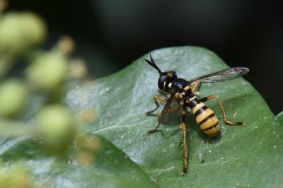 <i>Leopoldius signatus</i>