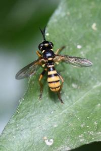 <i>Leopoldius signatus</i>