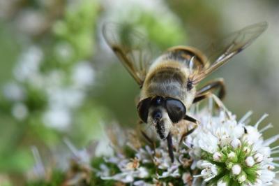 <i>Eristalis tenax</i>