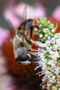 <i>Eristalis tenax</i>