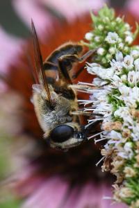 <i>Eristalis tenax</i>