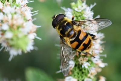 <i>Myathropa florea</i>
