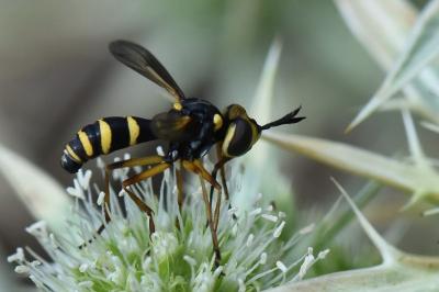 <i>Conops scutellatus</i>