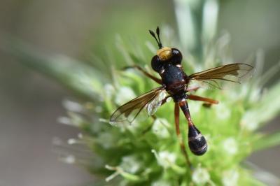 <i>Physocephala vittata</i>