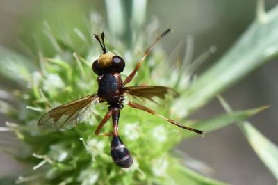 <i>Physocephala vittata</i>