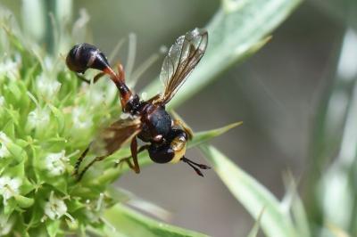 <i>Physocephala vittata</i>