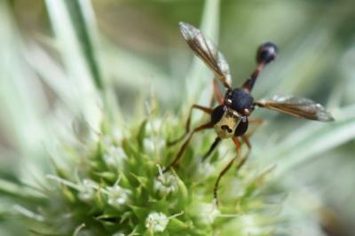 <i>Physocephala vittata</i>