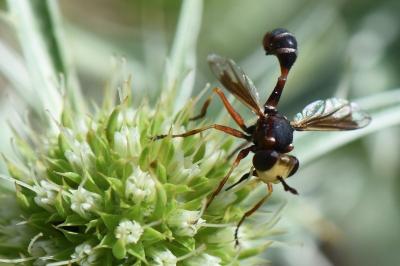 <i>Physocephala vittata</i>