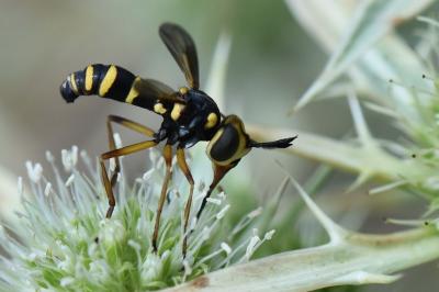 <i>Conops scutellatus</i>