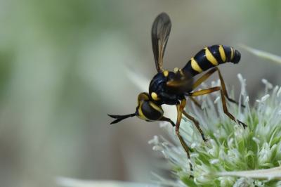 <i>Conops scutellatus</i>