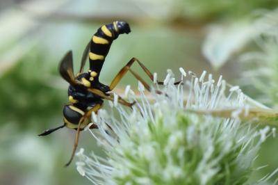 <i>Conops scutellatus</i>