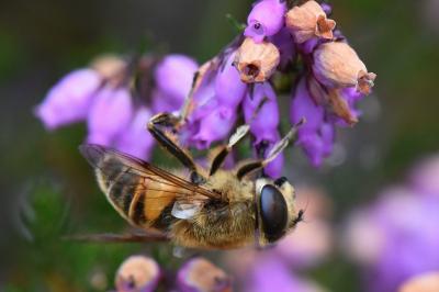 <i>Eristalis tenax</i>