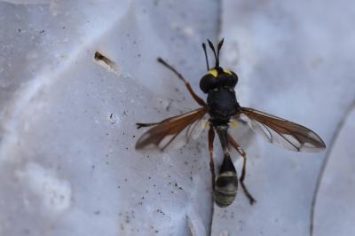 <i>Physocephala rufipes</i>
